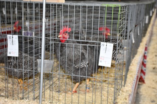 70th Annual State Fair Contest 2024